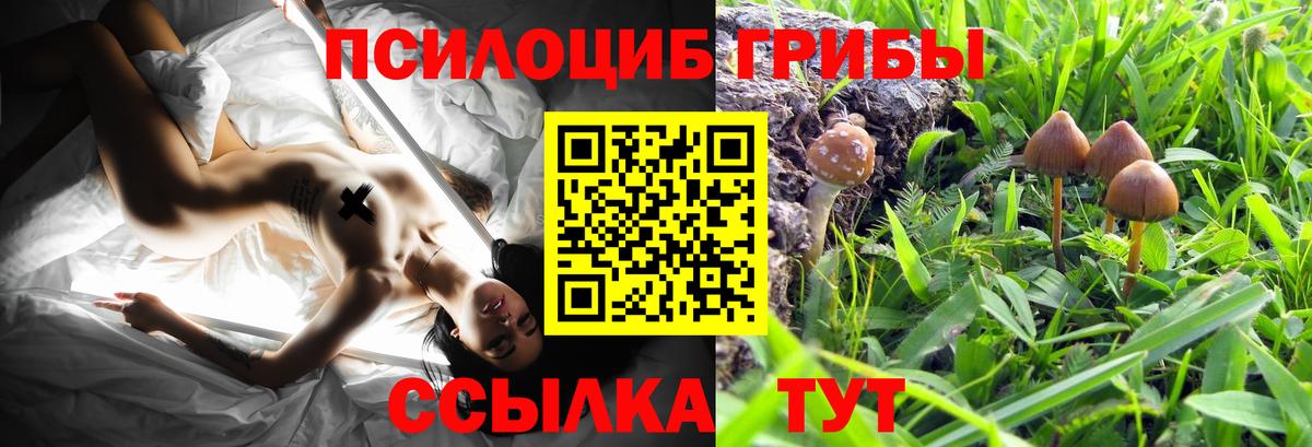 Галлюциногенные грибы Psilocybe Бахчисарай